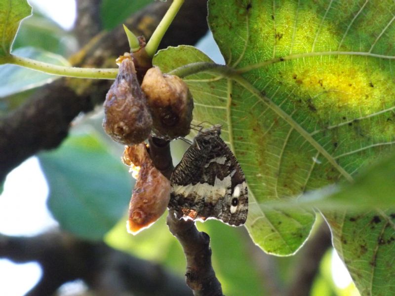 Brintesia circe (Nymphalidae Satyrinae)